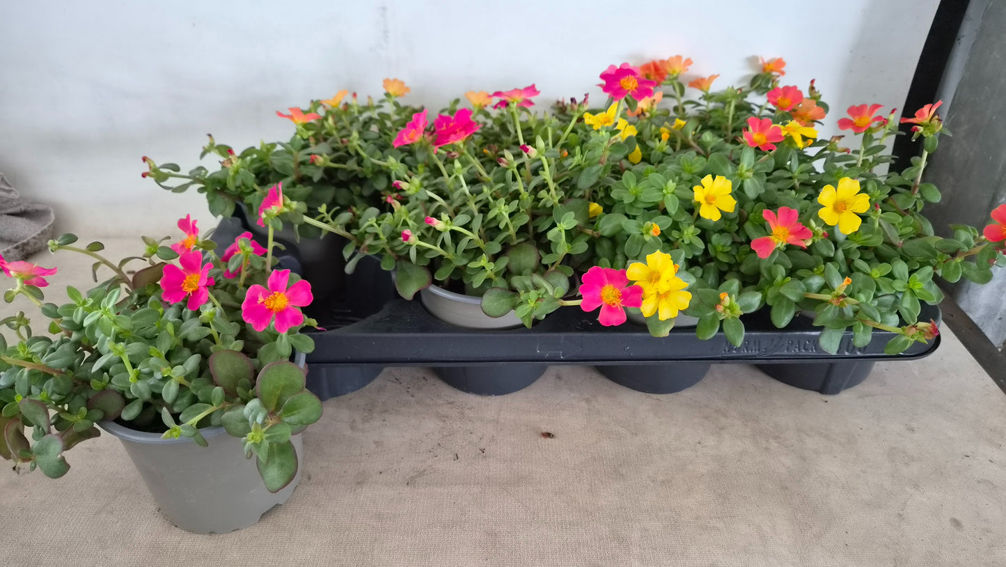 Portulaca mix 20cm 510cm Pot