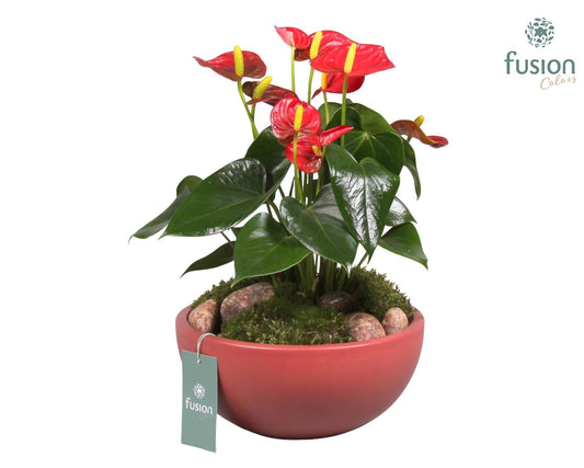 Keramiek moonschaal met anthurium 43cm 22cm Pot