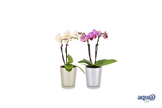 Phalaenopsis hybrid 17cm 6cm Pot