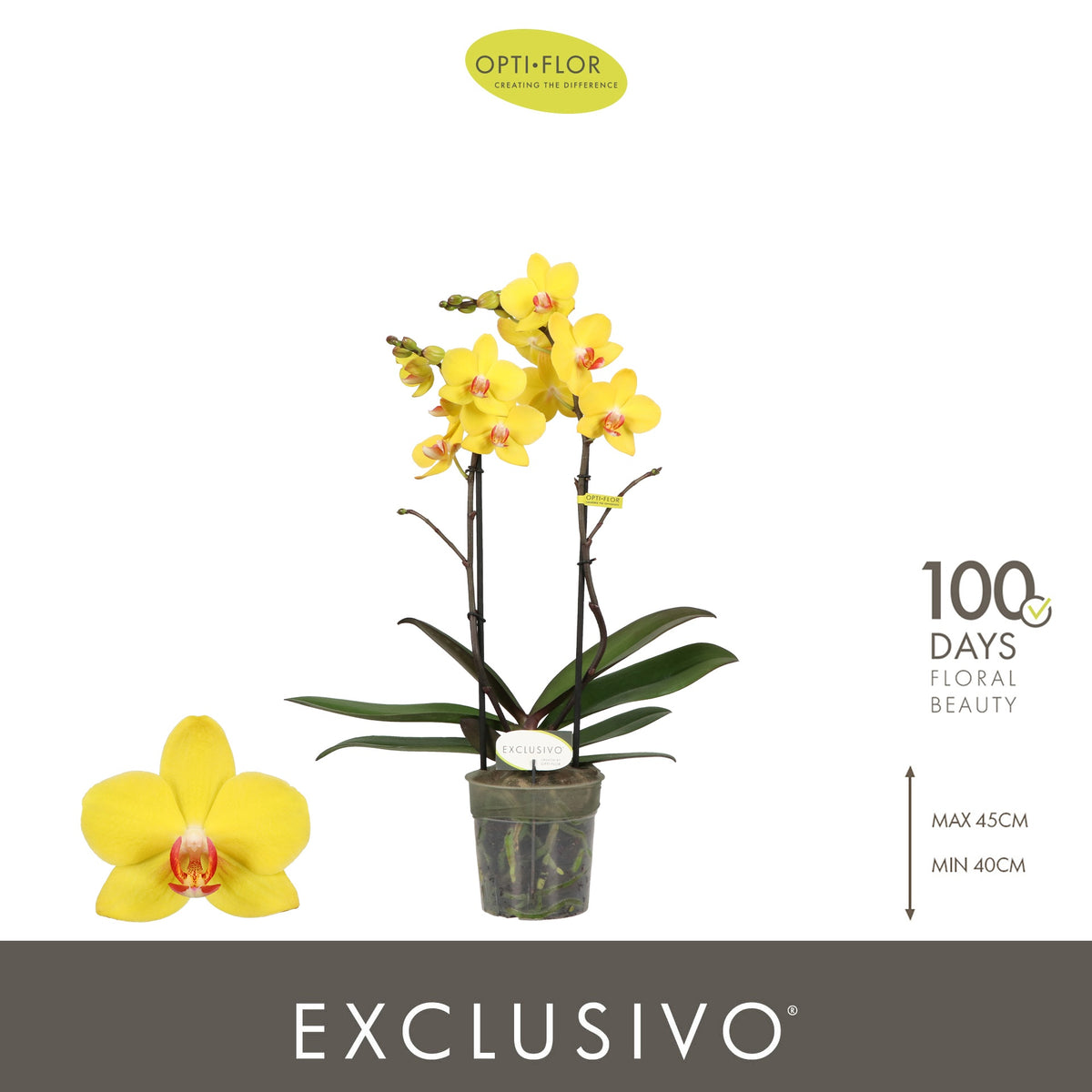 Phalaenopsis yellow 45cm 12cm Pot