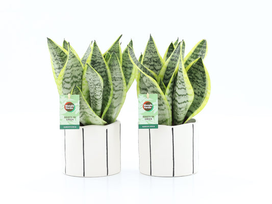 Sansevieria Futura Superba 35cm 13cm Pot