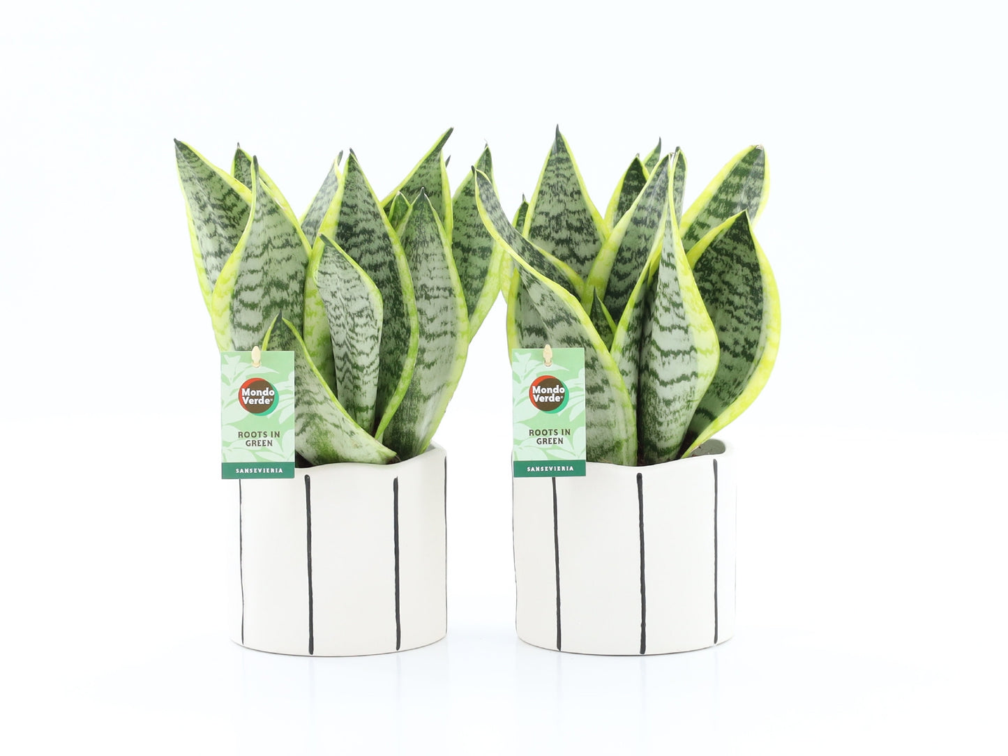 Sansevieria Futura Superba 35cm 13cm Pot