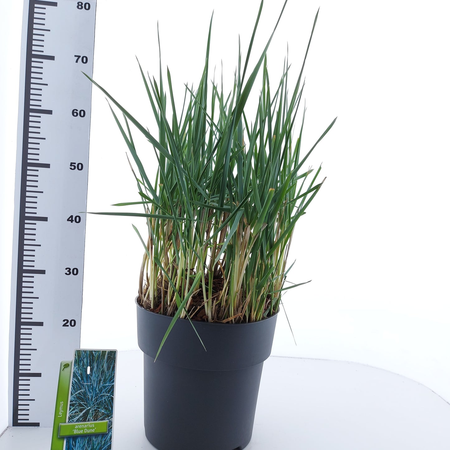 Leymus arenarius 50cm 29cm Pot