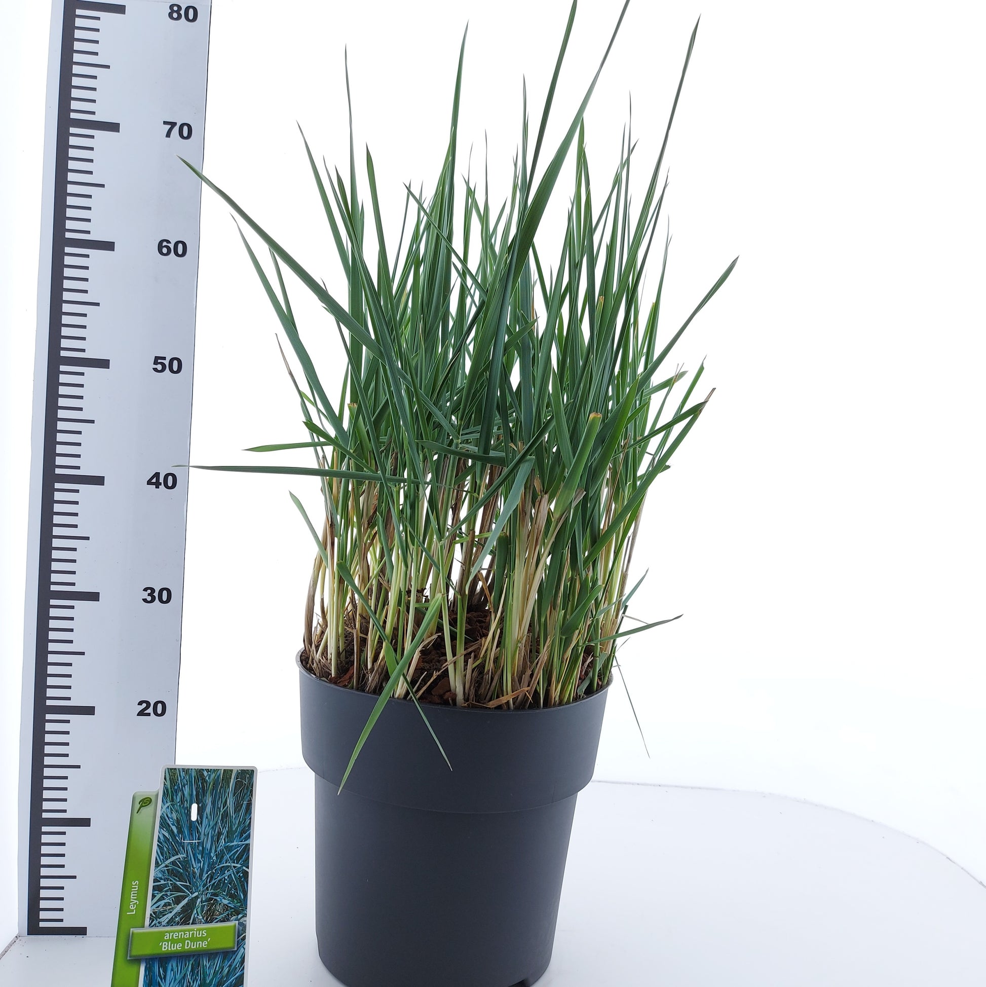 Leymus arenarius 50cm 29cm Pot