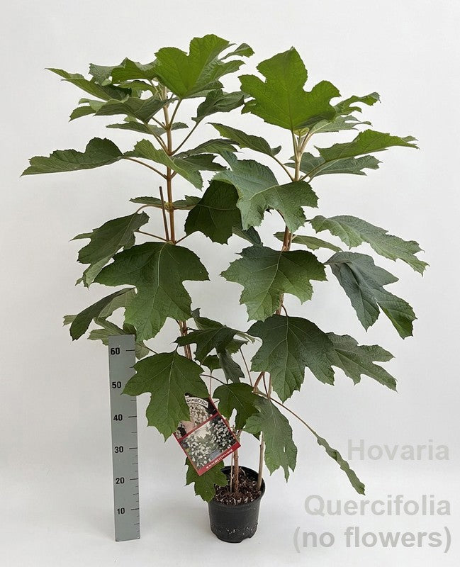 Hydrangea quercifolia 125cm 19cm Pot