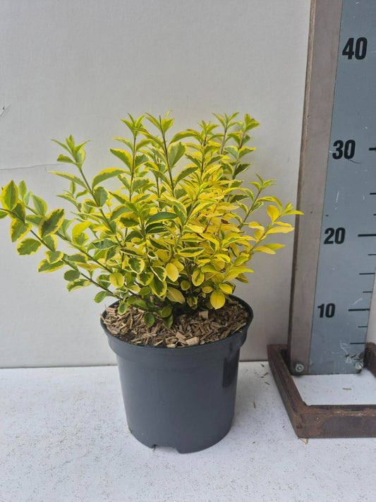Ligustrum ovalifolium Aureum 35cm 17cm Pot