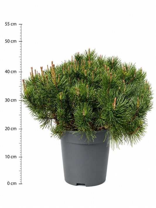 Pinus mugo Mugo 50cm 32cm Pot
