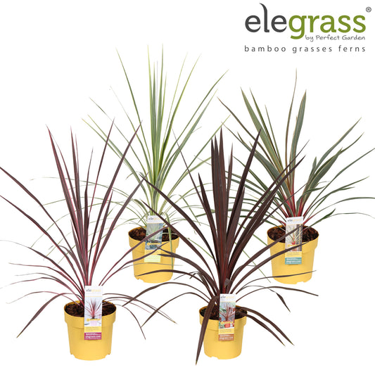 Cordyline mix 70cm 14cm Pot