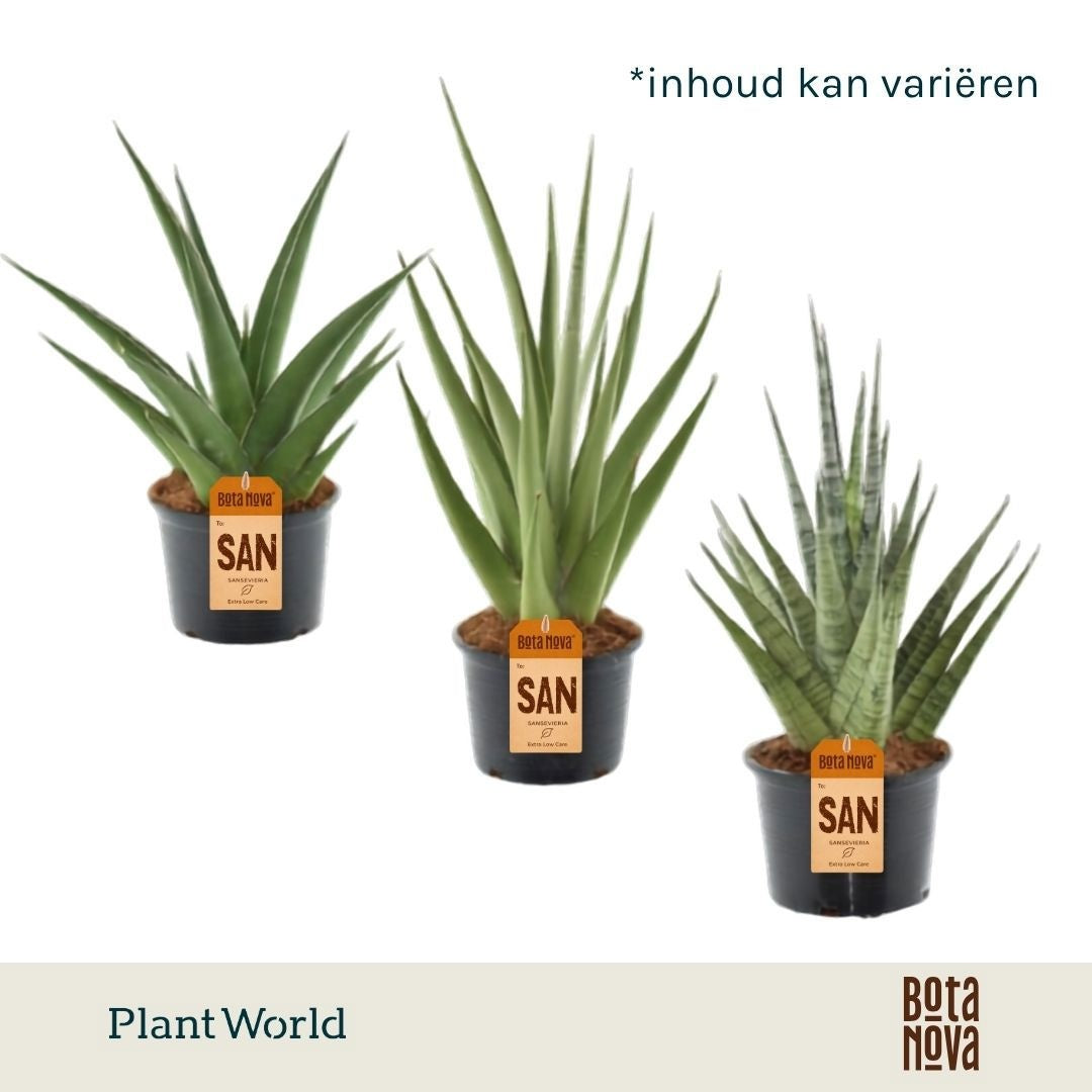 Sansevieria cylindrica 55cm 14cm Pot