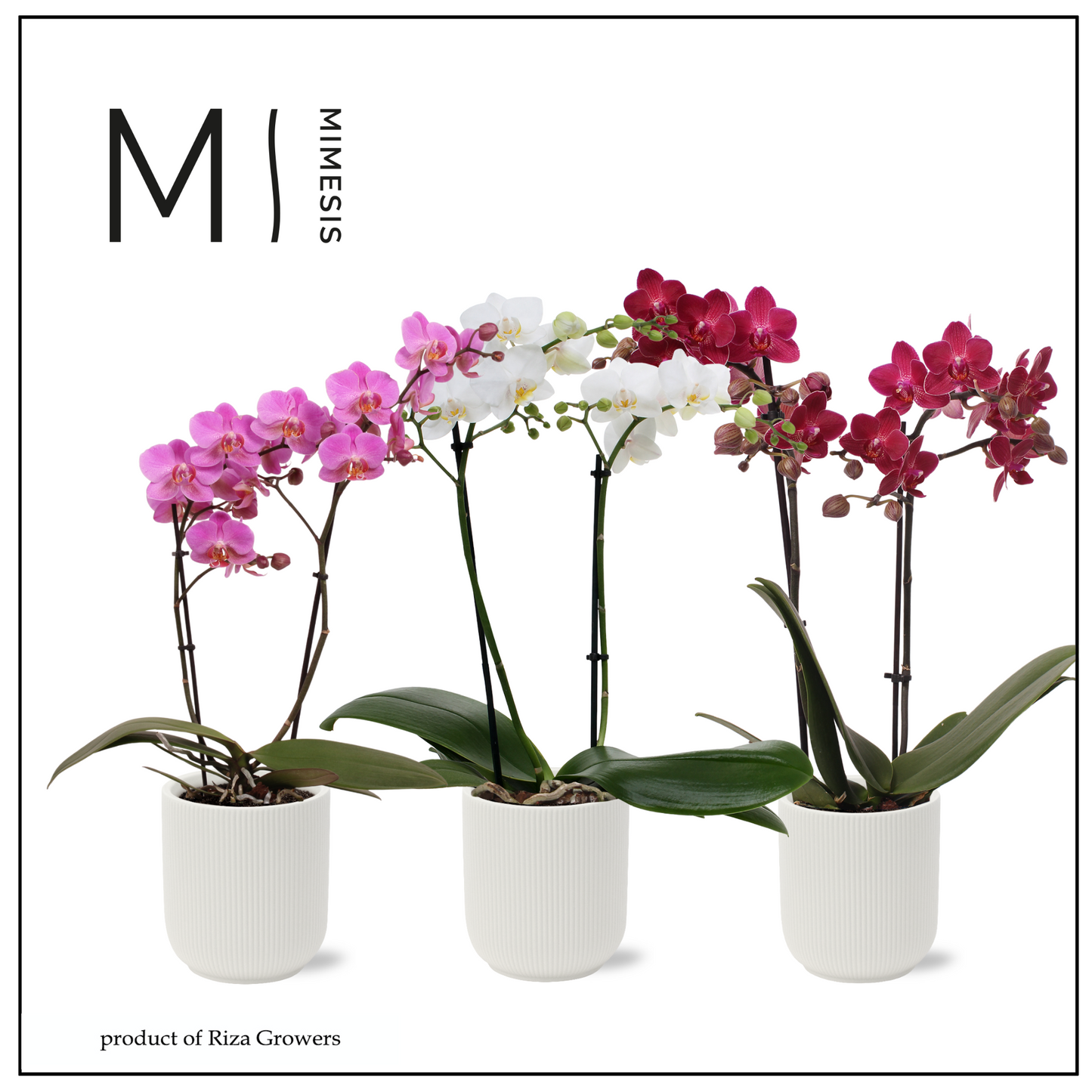 Phalaenopsis mix 50cm 12cm Pot