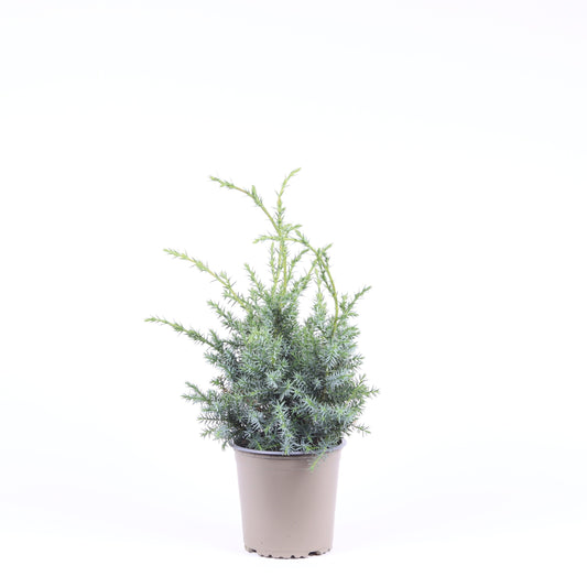 Juniperus Blue Alps 30cm 13cm Pot