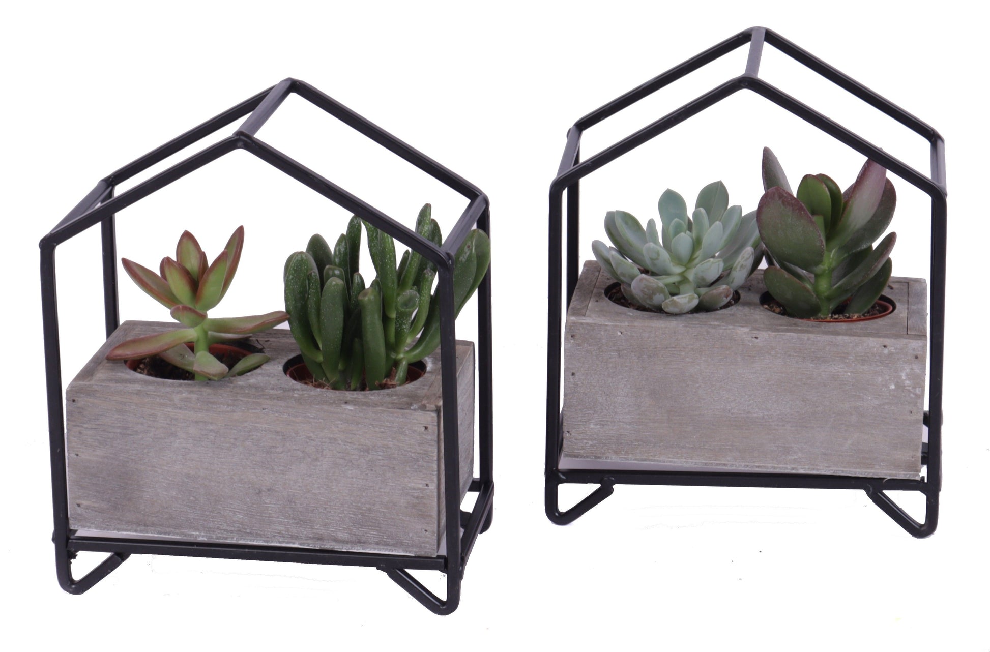 Succulent mix 19cm 16cm Pot