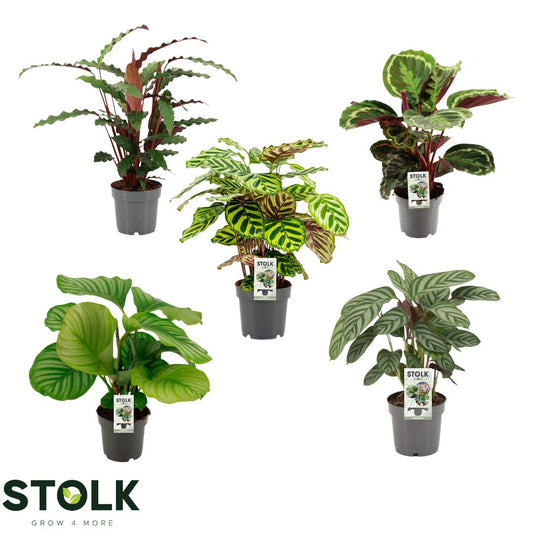 Calathea mix 60cm 14cm Pot