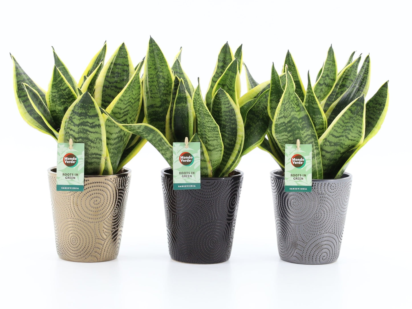 Sansevieria Futura Superba 35cm 13cm Pot