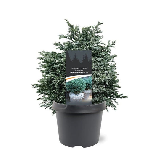 Chamaecyparis Blue Planet 30cm 19cm Pot