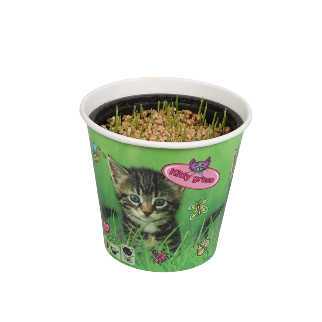 Kitty grass (Hordeum) 12cm 12cm Pot