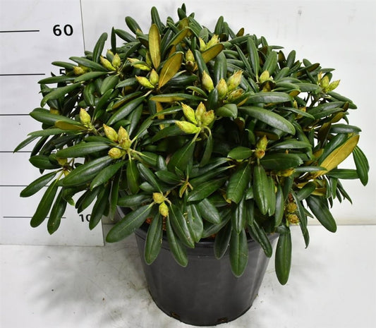 Bloemenkampen BV, Hkw. de Rhododendron Kalinka Pack of 1
