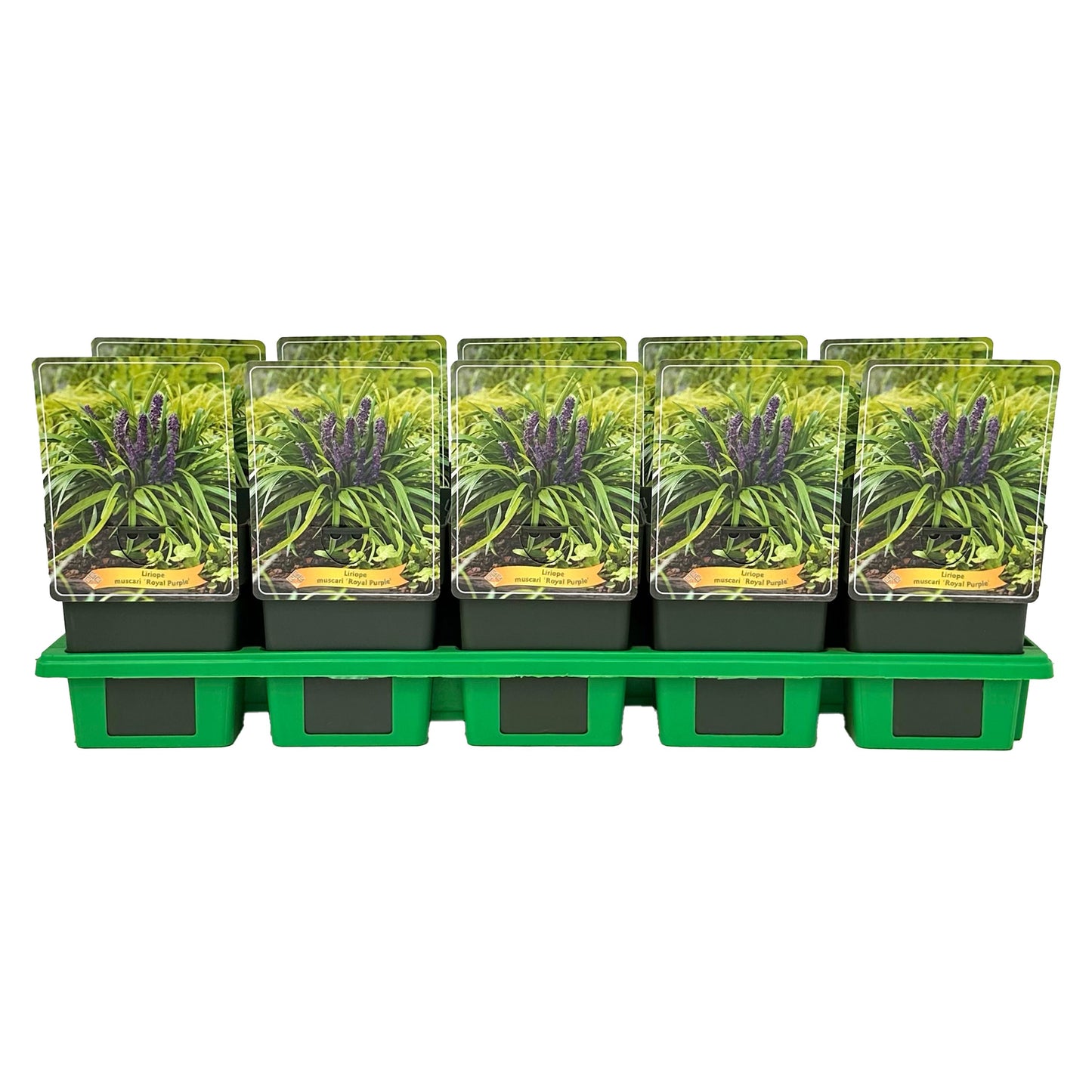 Gebr. Griffioen Liriope muscari Royal Purple Pack of 10
