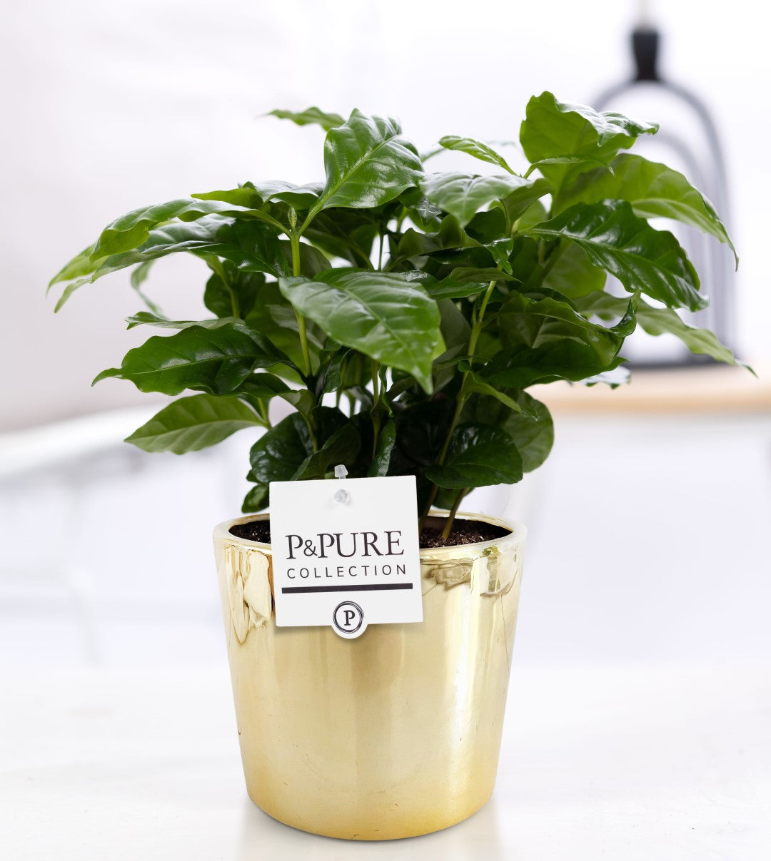 Coffea arabica 20cm 12cm Pot