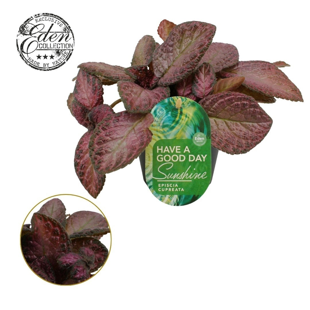 Episcia cup. Tierra Opalo 20cm 12cm Pot