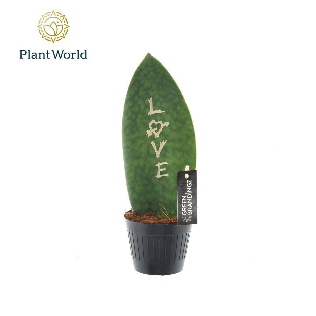 Sansevieria Greenbrandingz love 35cm 10.5cm Pot