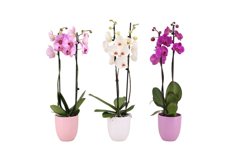 Phalaenopsis mix 60cm 12cm Pot