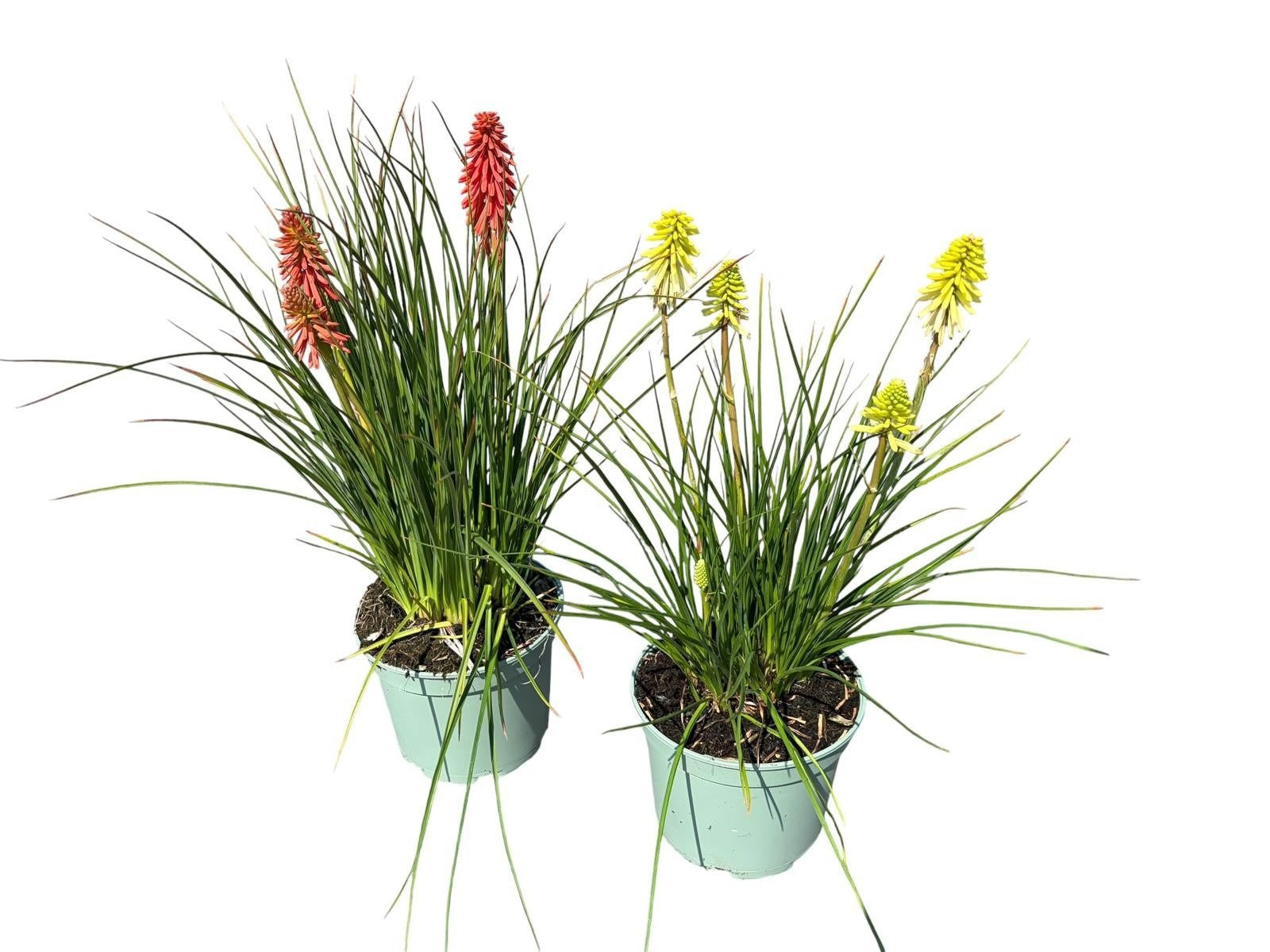 Woudenberg, VOF Gebr. van Kniphofia Pack of 1