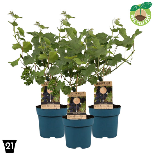 Vitis vinifera Venus 65cm 21cm Pot