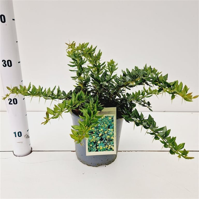 Berberis frikartii Telstar 30cm 17cm Pot