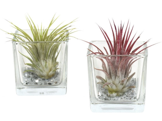 Tillandsia cyanea 6cm 6cm Pot