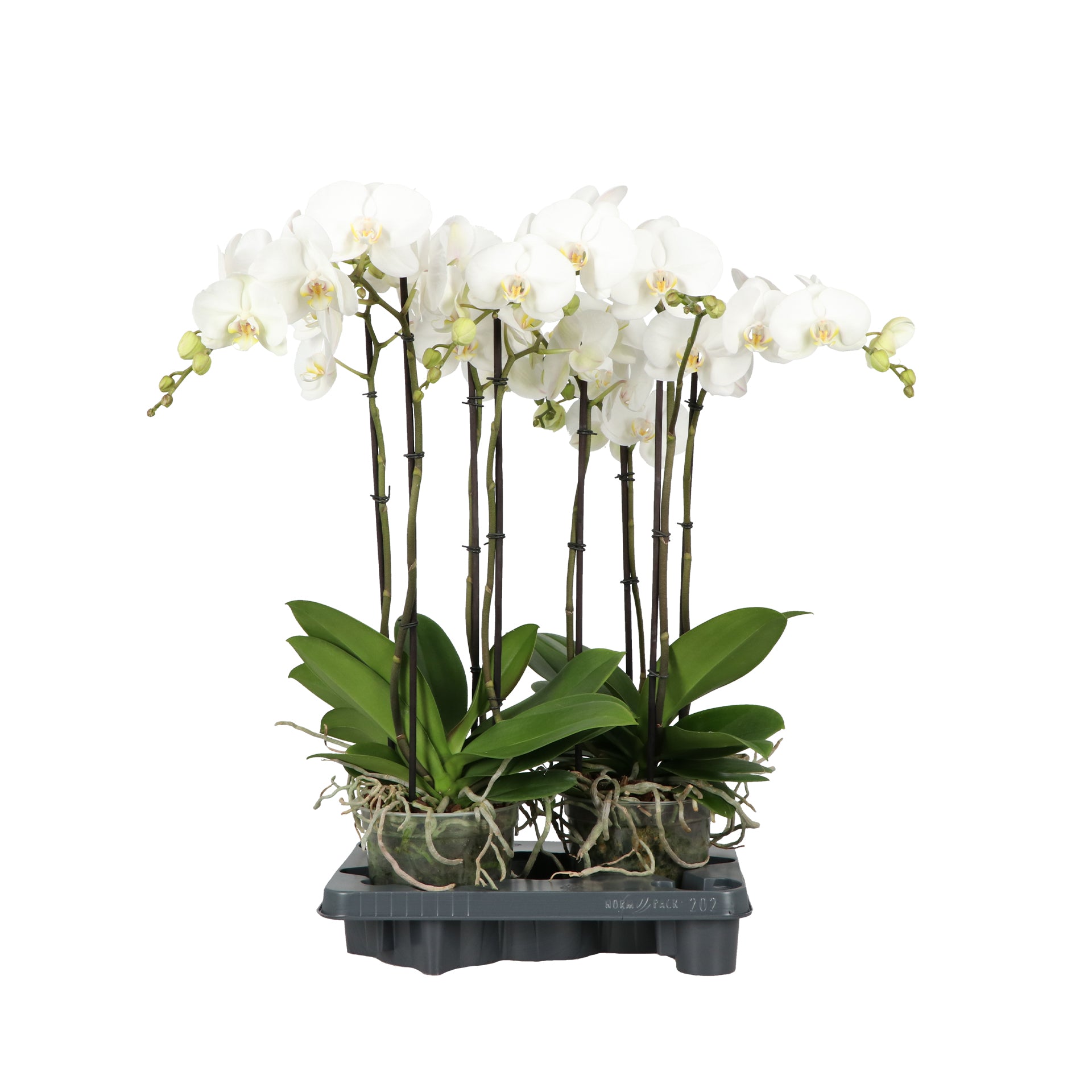 Phalaenopsis Fortuno white 85cm 17cm Pot