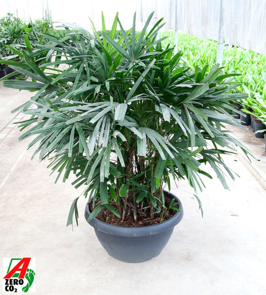 Rhapis excelsa 140cm 72cm Pot