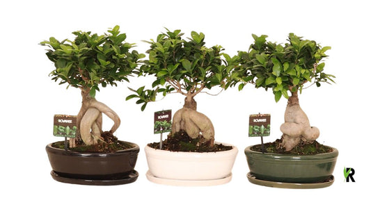Ficus Ginseng 40cm 30cm Pot