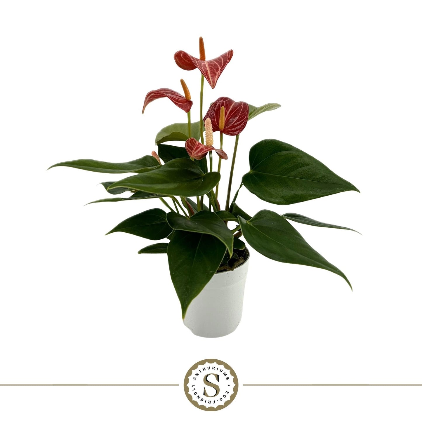 Anthurium Livium Red Micro 25cm 7cm Pot