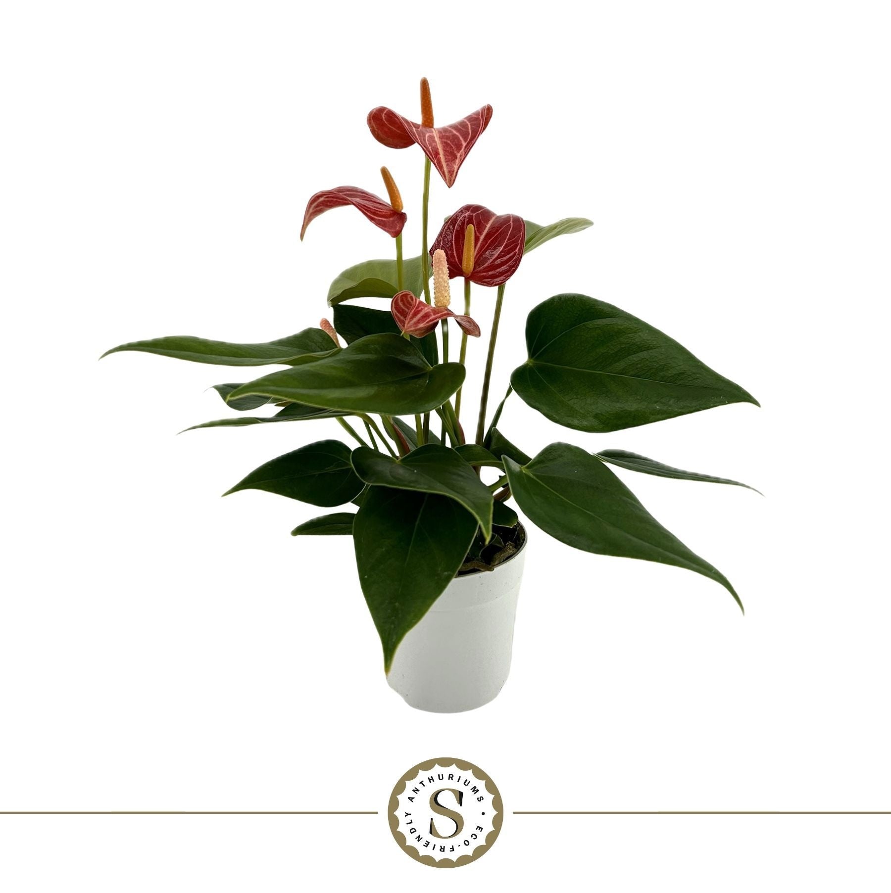 Anthurium Livium Red Micro 25cm 7cm Pot