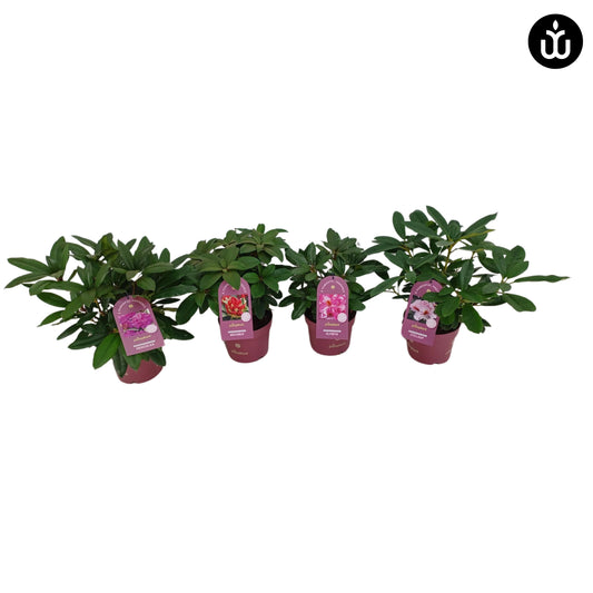 Rhododendron mix 40cm 17cm Pot