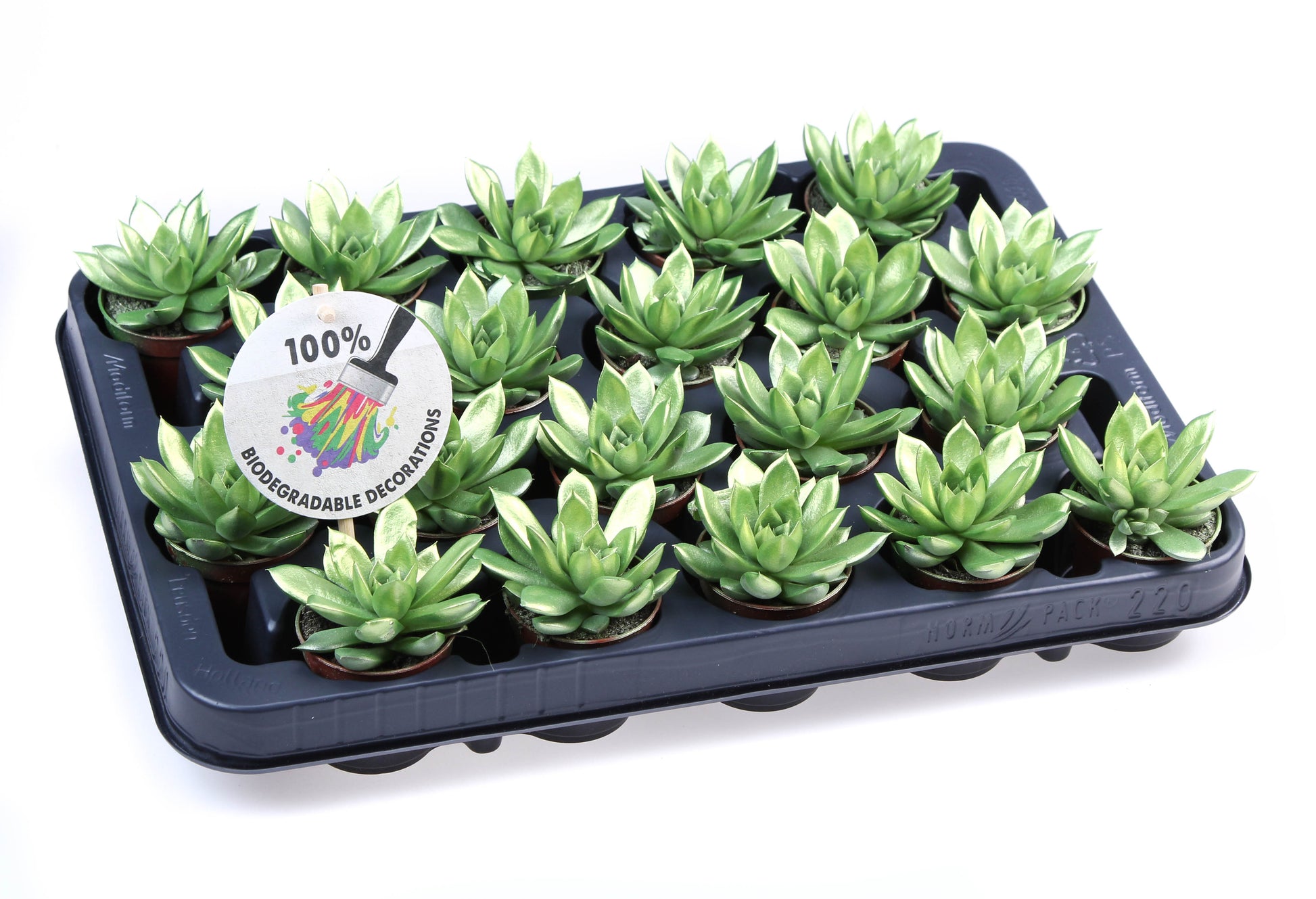 Rainbow Metallic green 8cm 505cm Pot