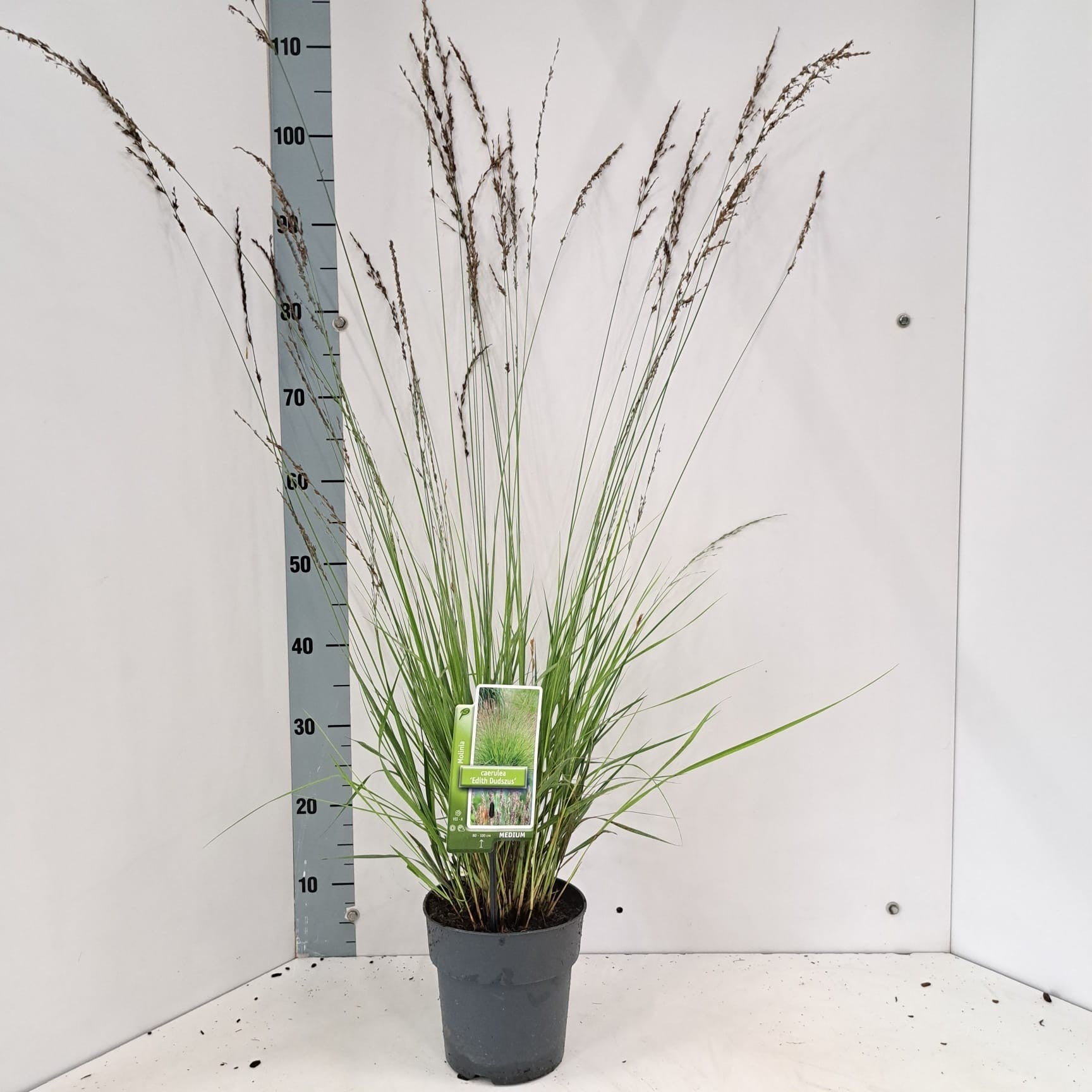 Molinia Edith Dudszus 30cm 19cm Pot