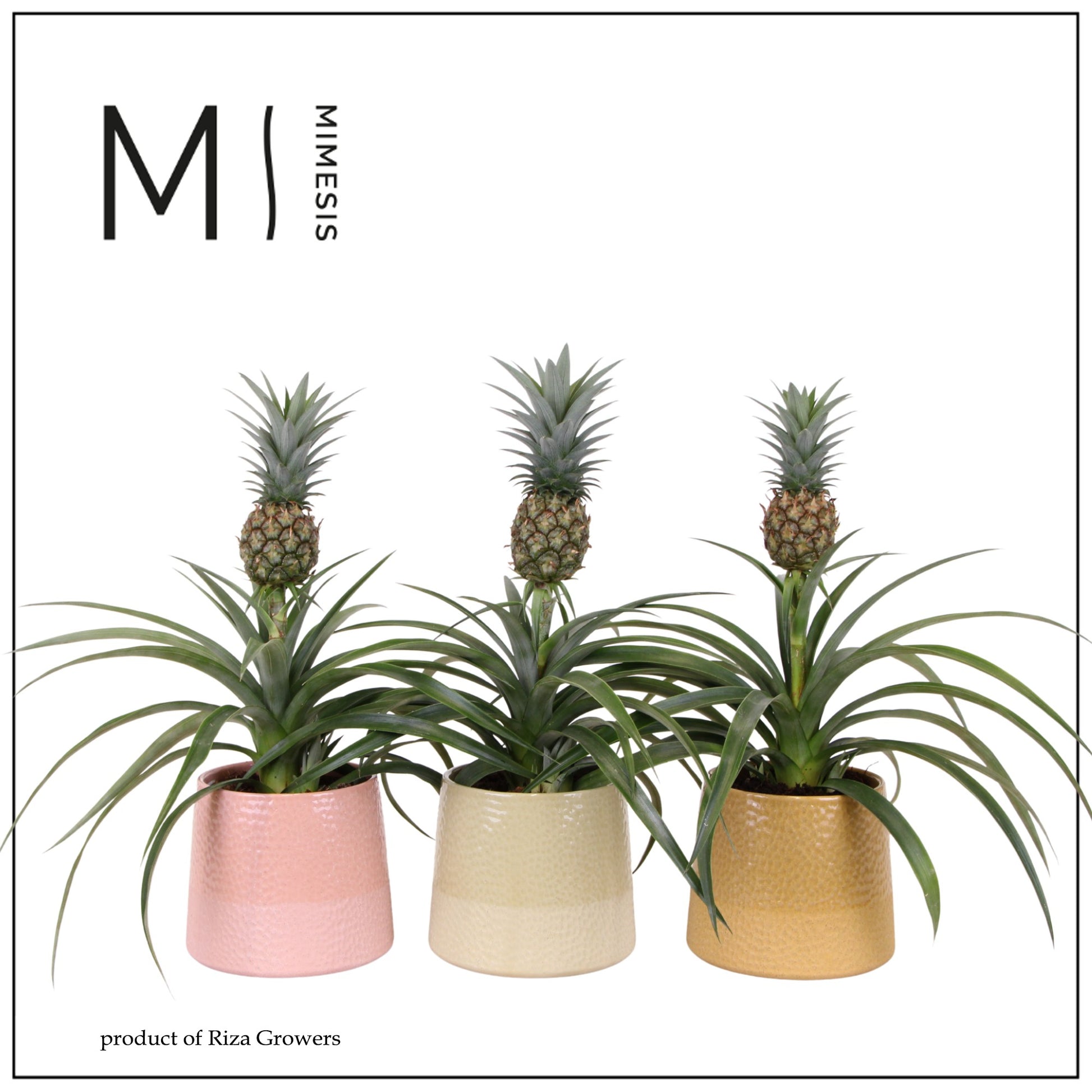 Riza Bromelia Specialist Ananas Mi Amigo Pack of 3