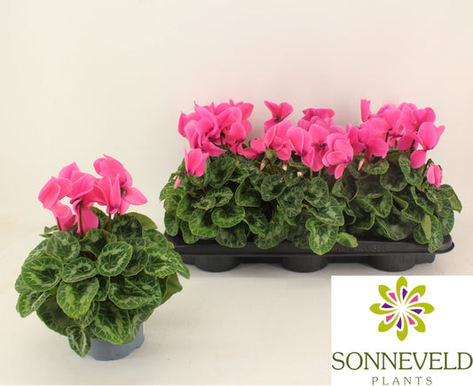 Cyclamen Halios 27cm 13cm Pot