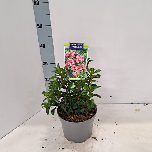 Kalmia latifolia 30cm 19cm Pot