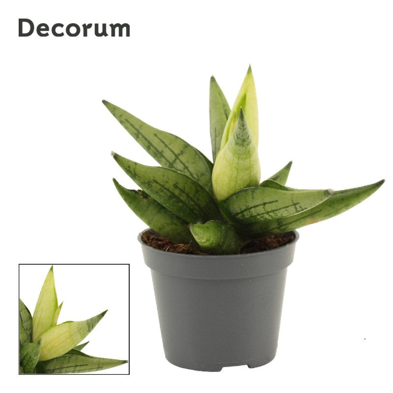 Sansevieria 8cm 6cm Pot