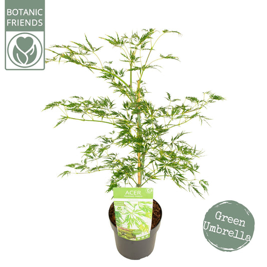 Acer Dissectum 65cm 19cm Pot