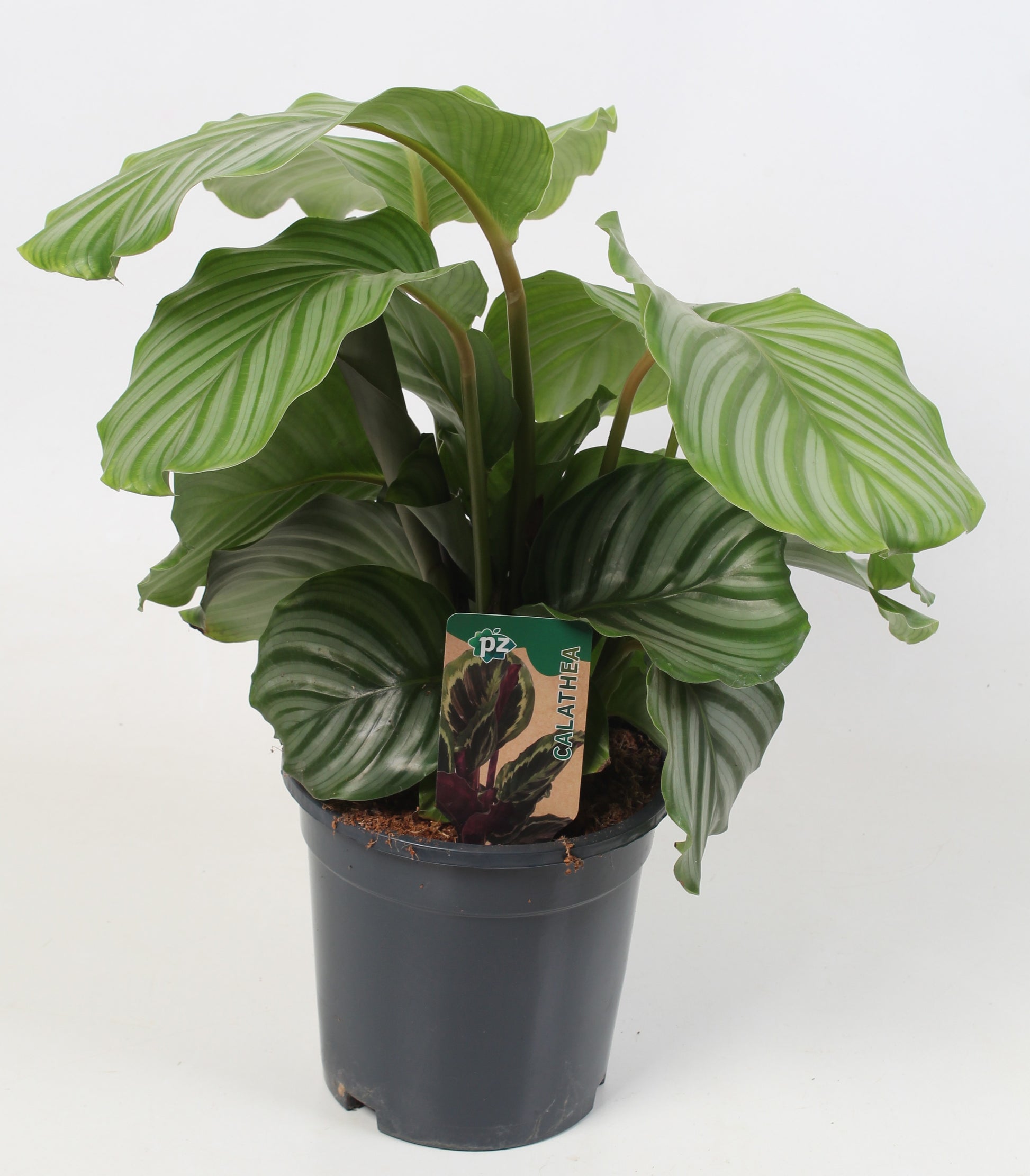 Calathea Orbifolia 65cm 21cm Pot
