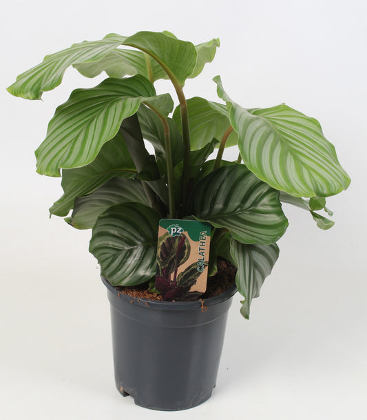 Calathea Orbifolia 65cm 21cm Pot