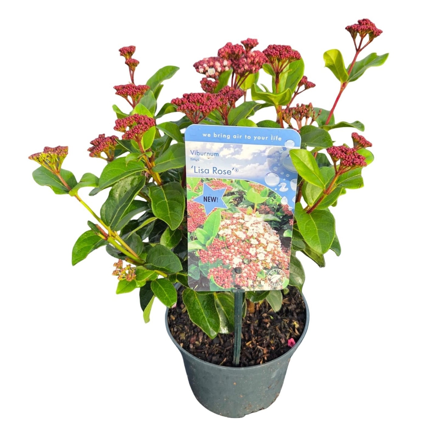 Viburnum tinus 45cm 17cm Pot