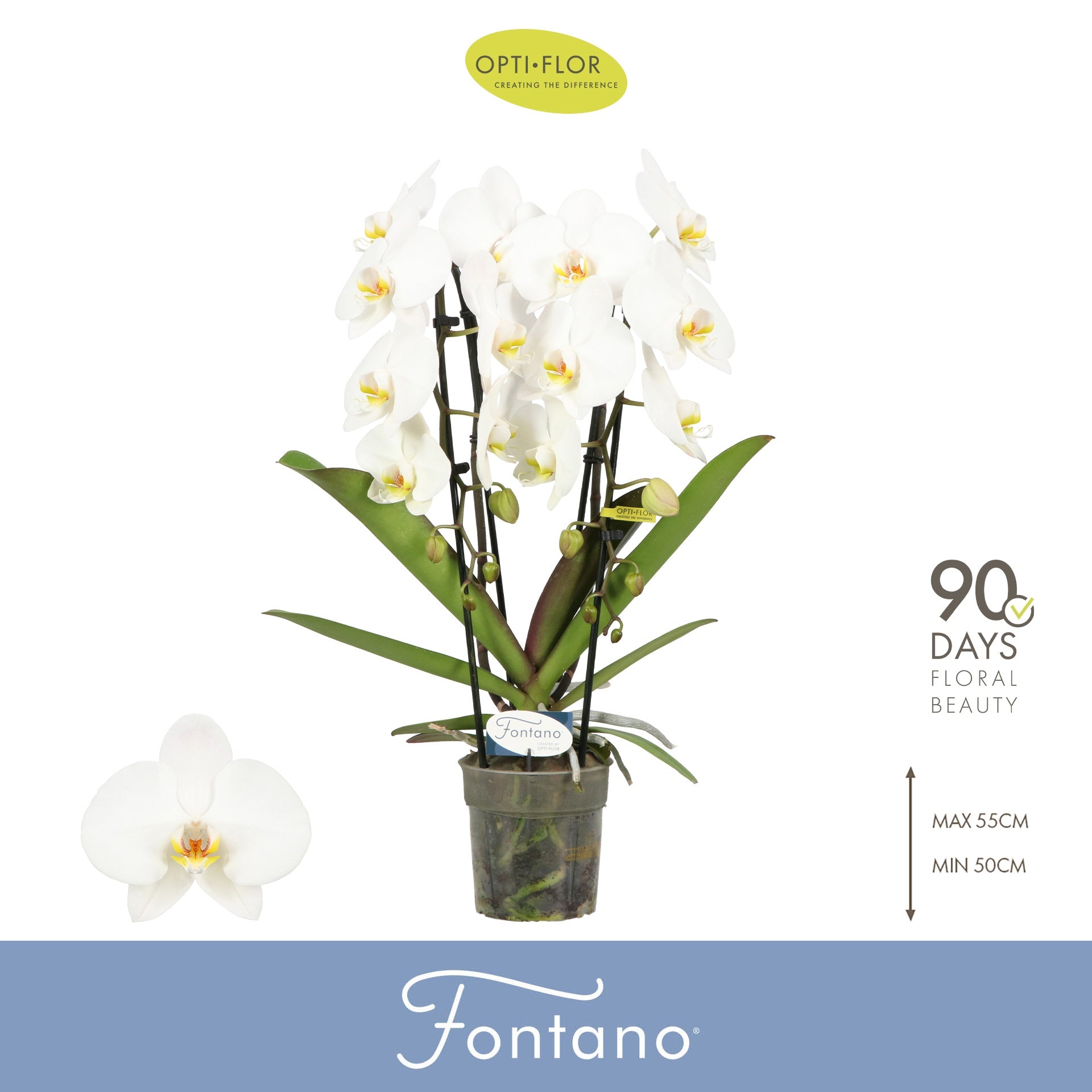 Phalaenopsis Fontano Versailles 60cm 12cm Pot