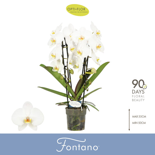 Phalaenopsis Fontano Versailles 60cm 12cm Pot