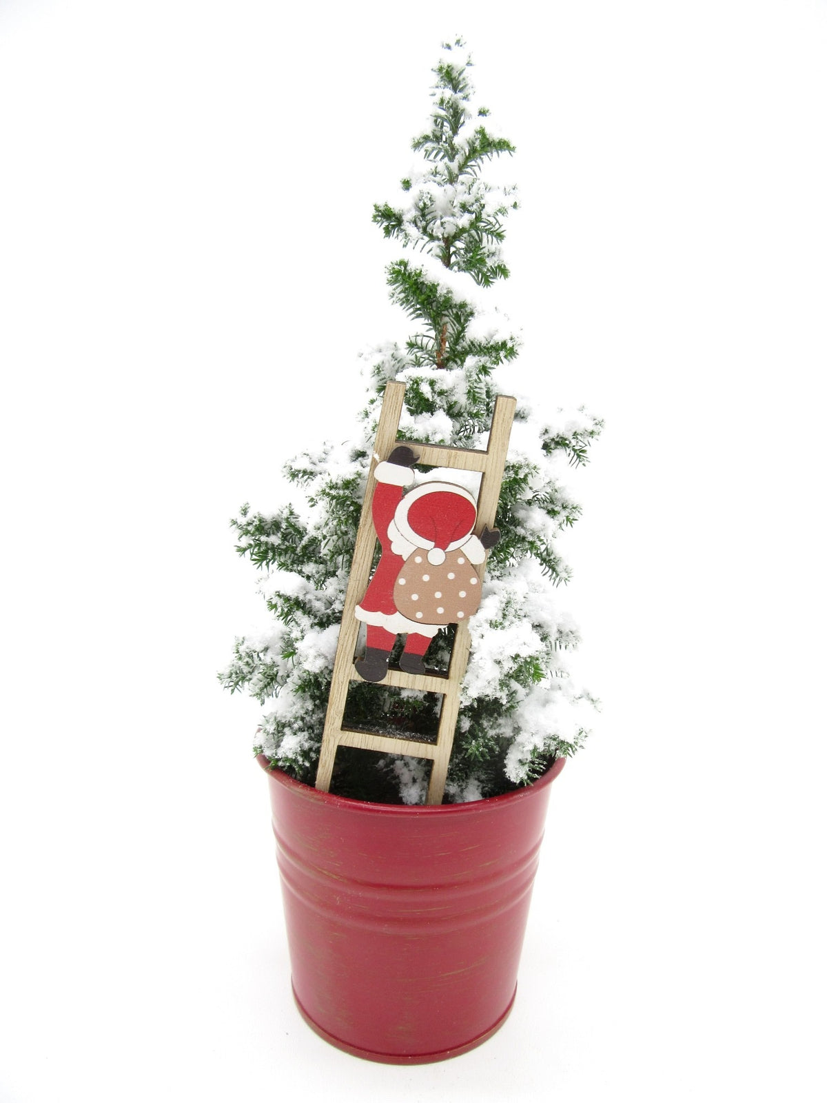 Chamaecyparis thy. Top Point 27cm 10cm Pot