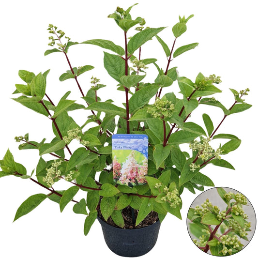 Hydrangea pan. Pinky Winky 60cm 26cm Pot